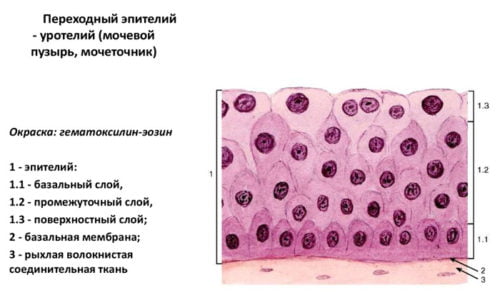 Количество клеток переходного эпителия - 0-1 являются нормальными показателями