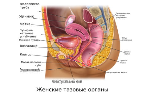 К провоцирующим цистит факторам, относится особенность строения мочеполовых органов у девочек