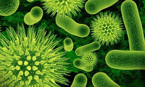 Даже небольшое количество патогенной микрофлоры представляет опасность развития воспалительного процесса
