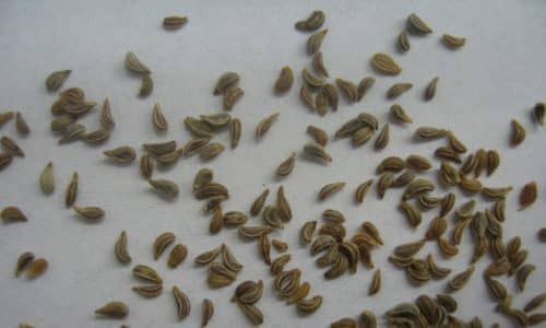 Семена петрушки измельчают с помощью кофемолки и принимают ежедневно 2-3 раза на кончике ножа