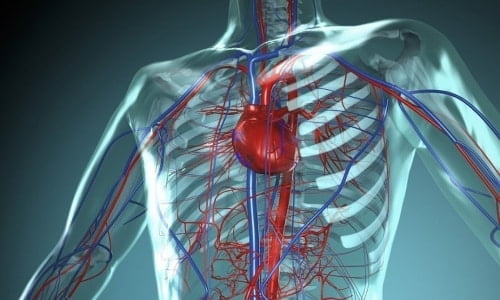 Участие пиридоксина в метаболизме положительно отражается на работе сердечно-сосудистой системы