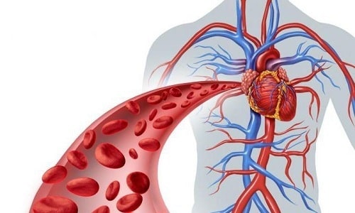 Активный элемент в составе любой лекарственной формы Пентилина благоприятно воздействует на сердечно-сосудистую систему
