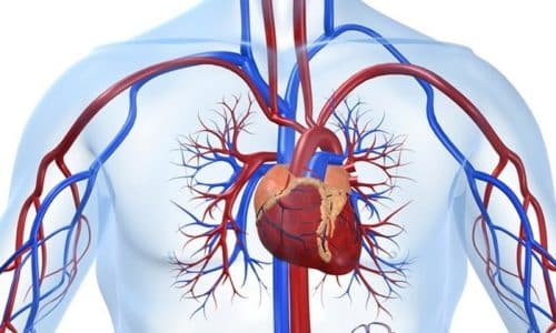 Во время приема капсул повышается тонус капиллярных стенок, нормализуется микроциркуляция и работа сердца