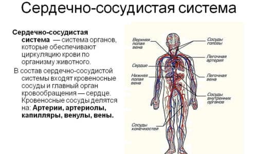 Побочным действием от применения Мофлаксии 400 со стороны сердечно-сосудистой системы может быть дыхательная тахикардия