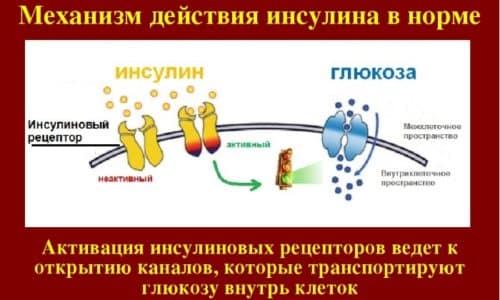 Лекарство связывается с рецепторами естественного инсулина, вырабатываемого в организме, и оказывают необходимый медицинский эффект