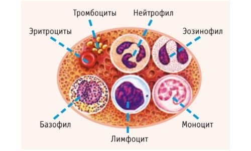При приеме Ципролет возможно угнетение кроветворной функции и изменение клеточного состава крови